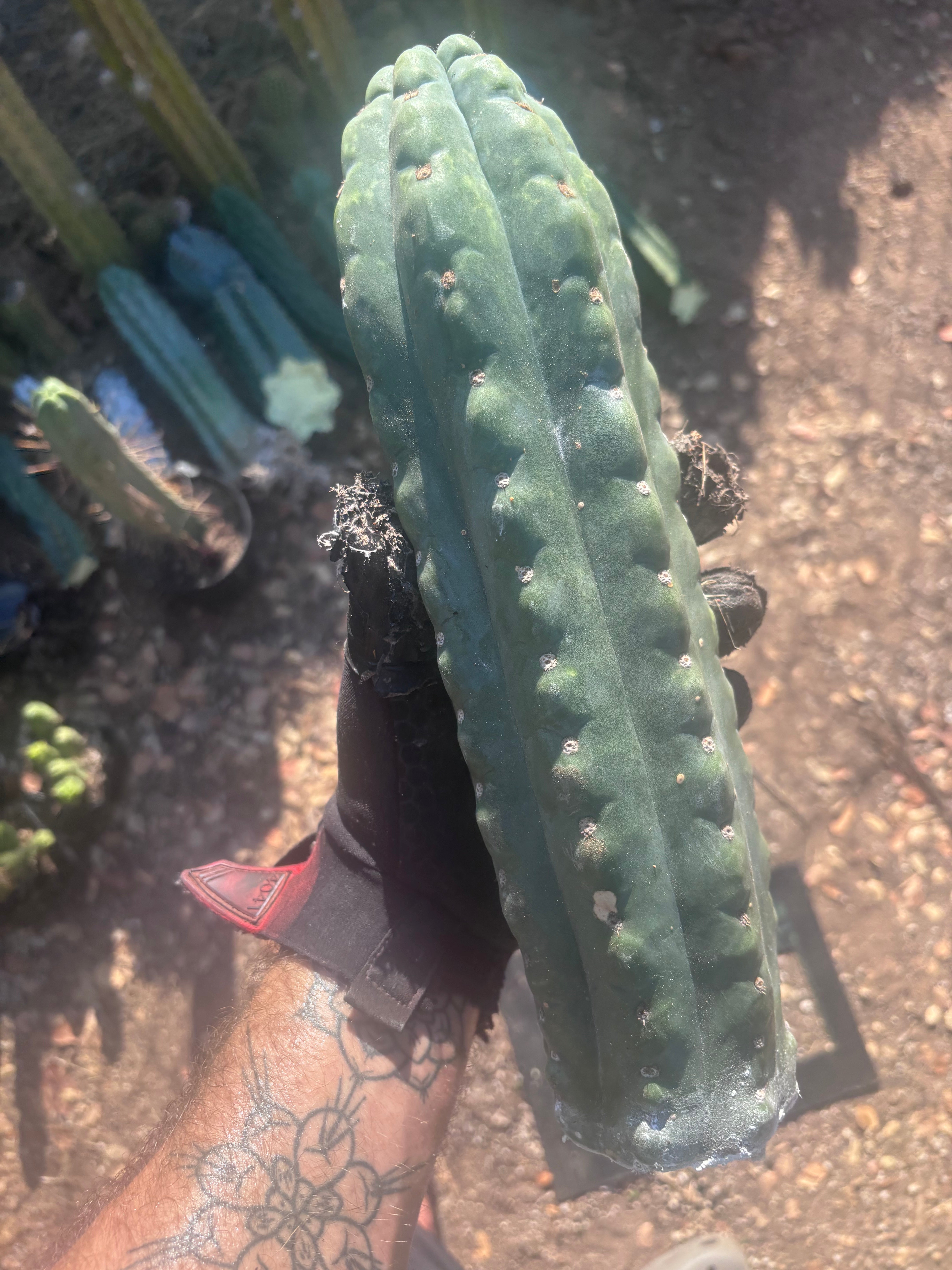 💎👑🌶️  Ichoca — Beefy 14” Notch Missile