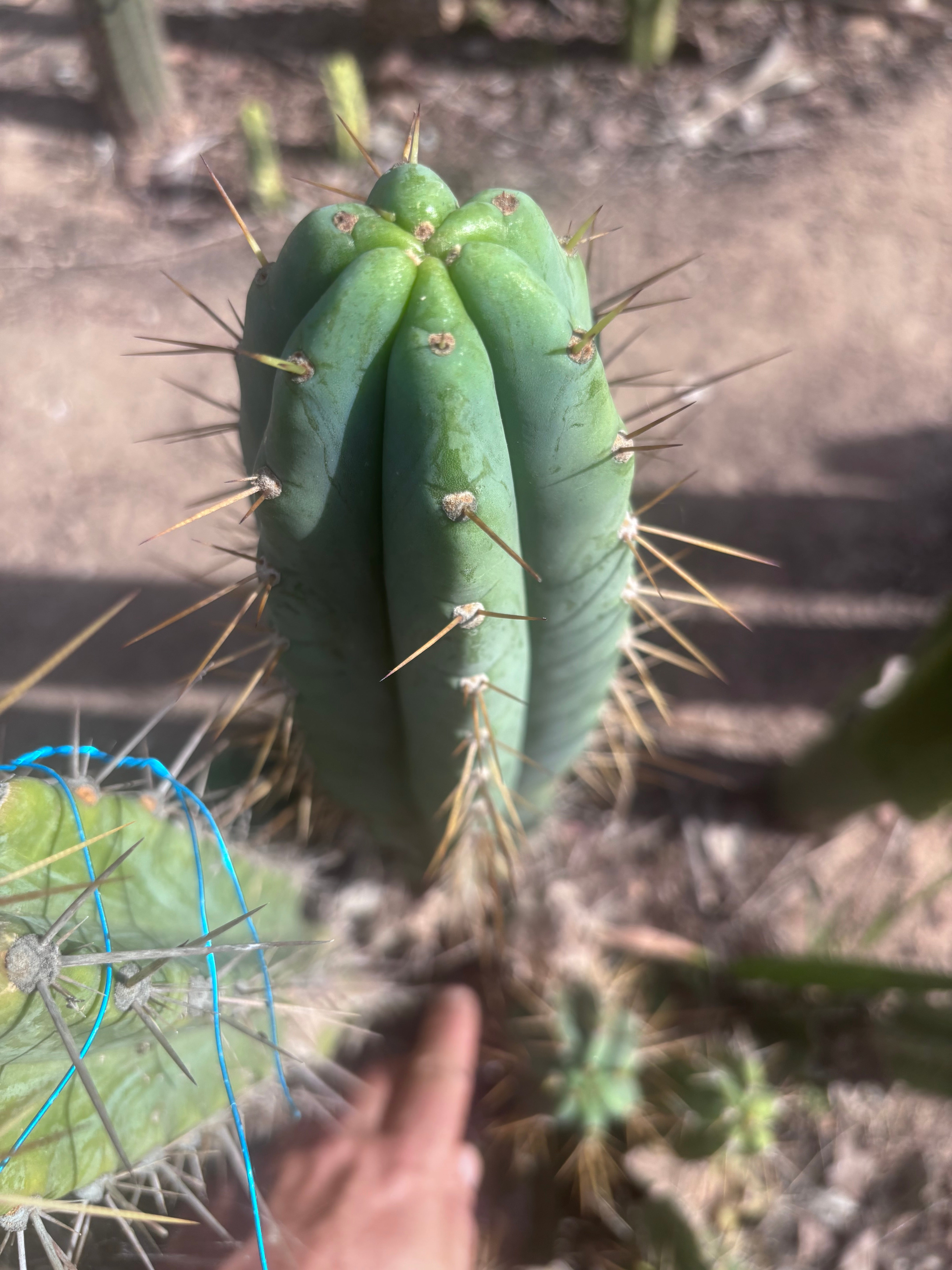 🌶️ 0102 — XL 15” Pup