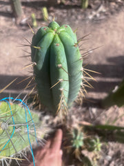 🌶️ 0102 — XL 15” Pup