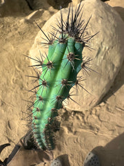 💙 Cereus Aethiops — 15” Tips (3)