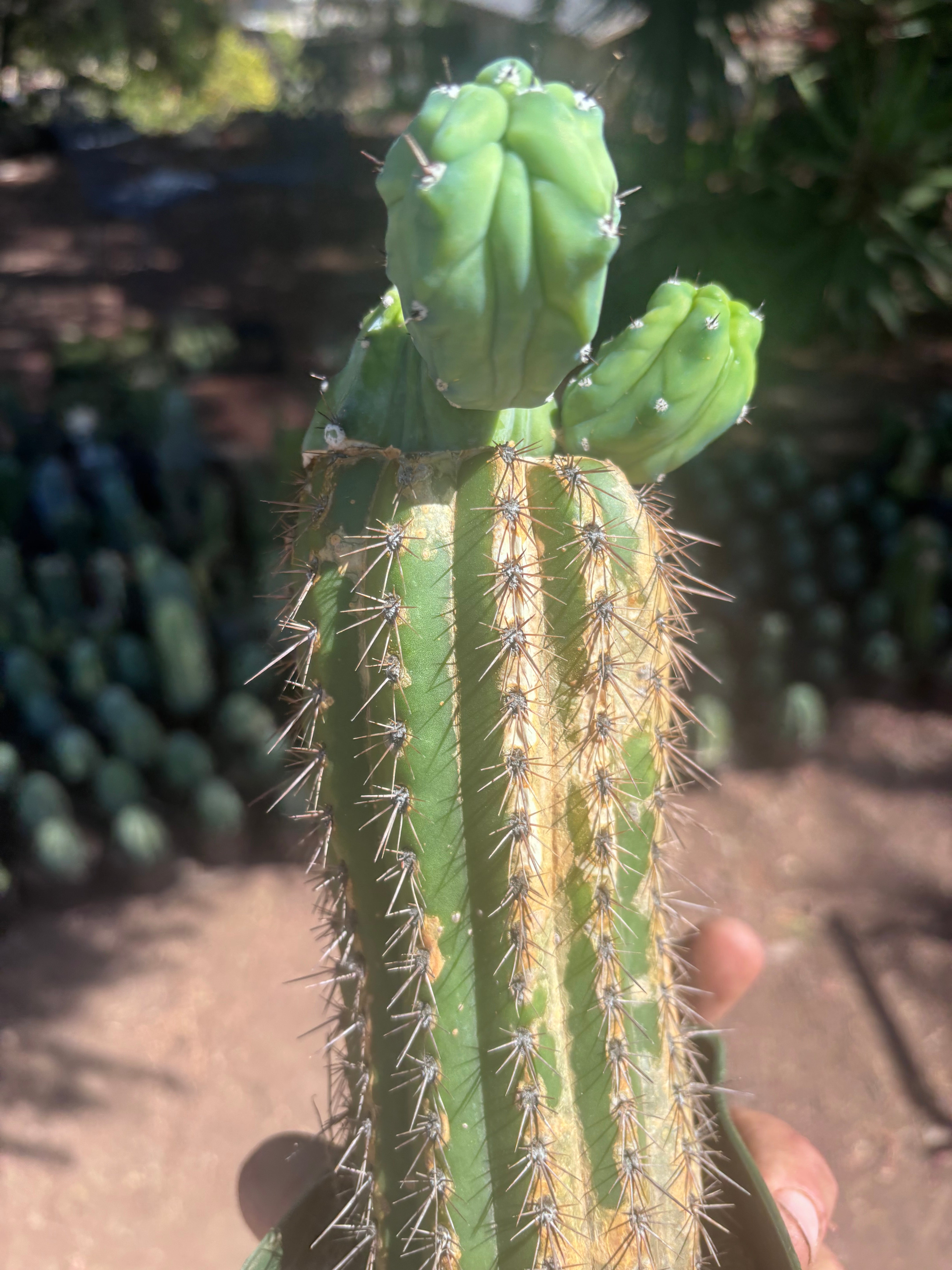 👑💎 Grecas — Butt Graft with 2 Pups
