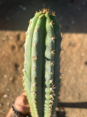 🌶️ Tipz x Super Pedro - Fully Rooted 16”