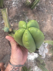 💎👑💎🌶️ Ferah — FAT Melon Pup