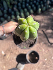 👑🌶️ Ecuadorian Pach — Rooted 13”