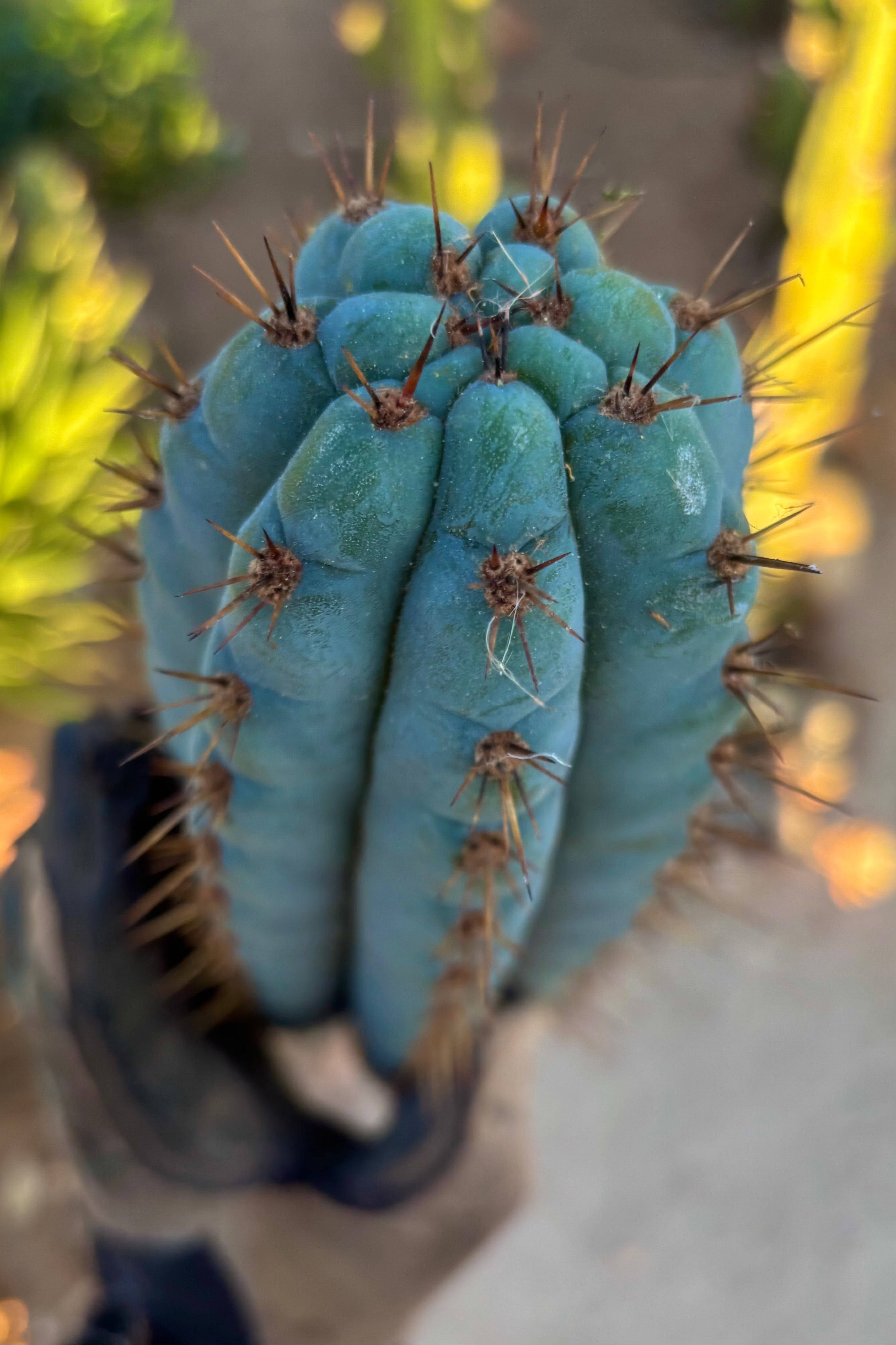 👑💎 Papa Smurf — 11” Tip