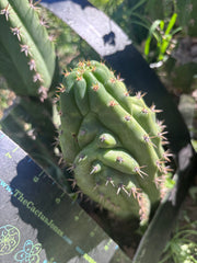 👑🐦‍⬛ RJ’s Clone — 9” Tip