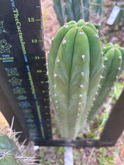👑 Lancas Mountains — 13” Pup