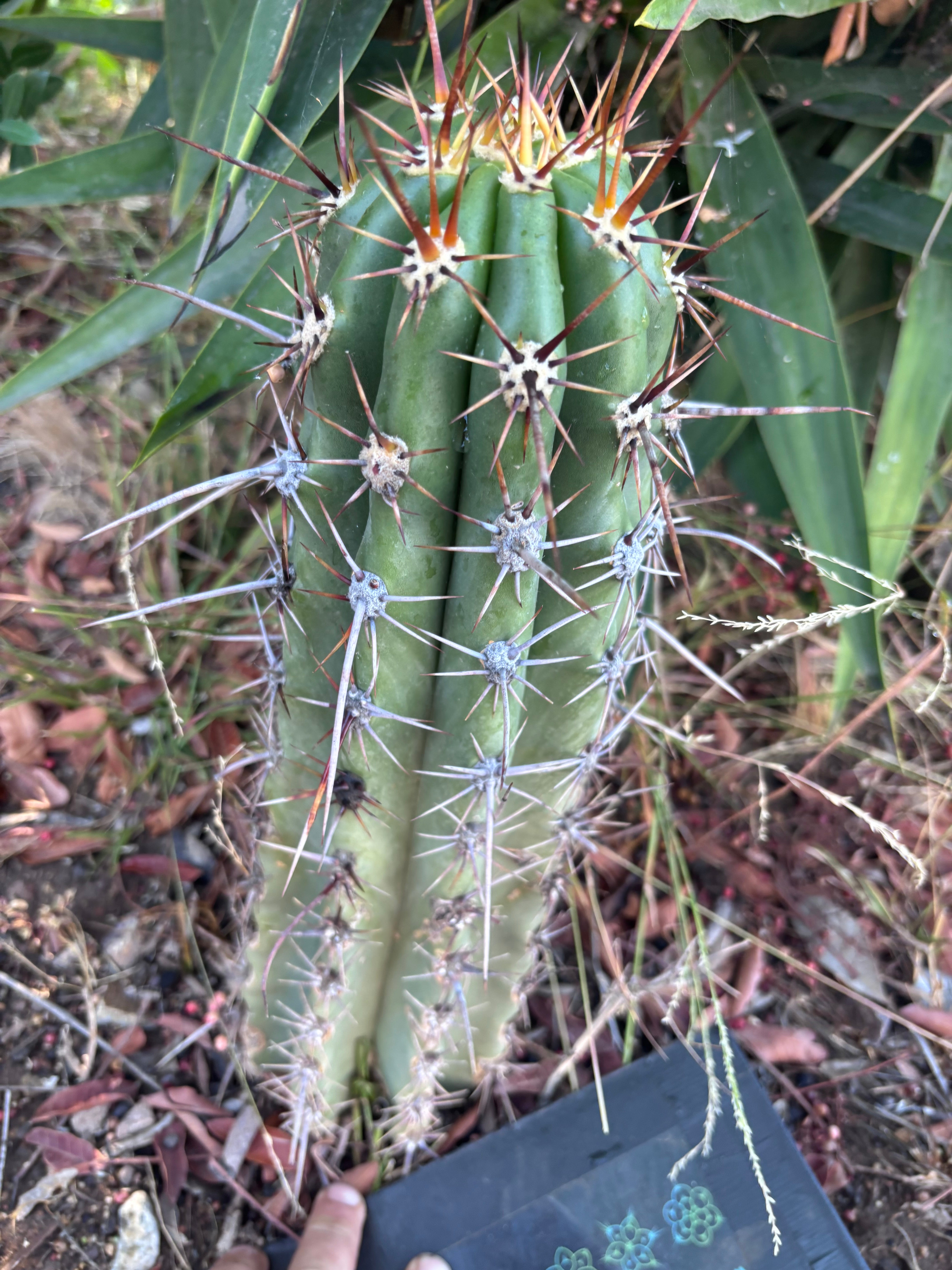 💎 Tacaquirensis — *Fully Rooted* 15”
