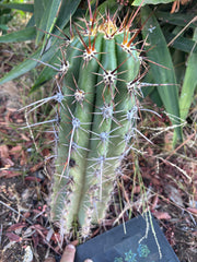 💎 Tacaquirensis — *Fully Rooted* 15”