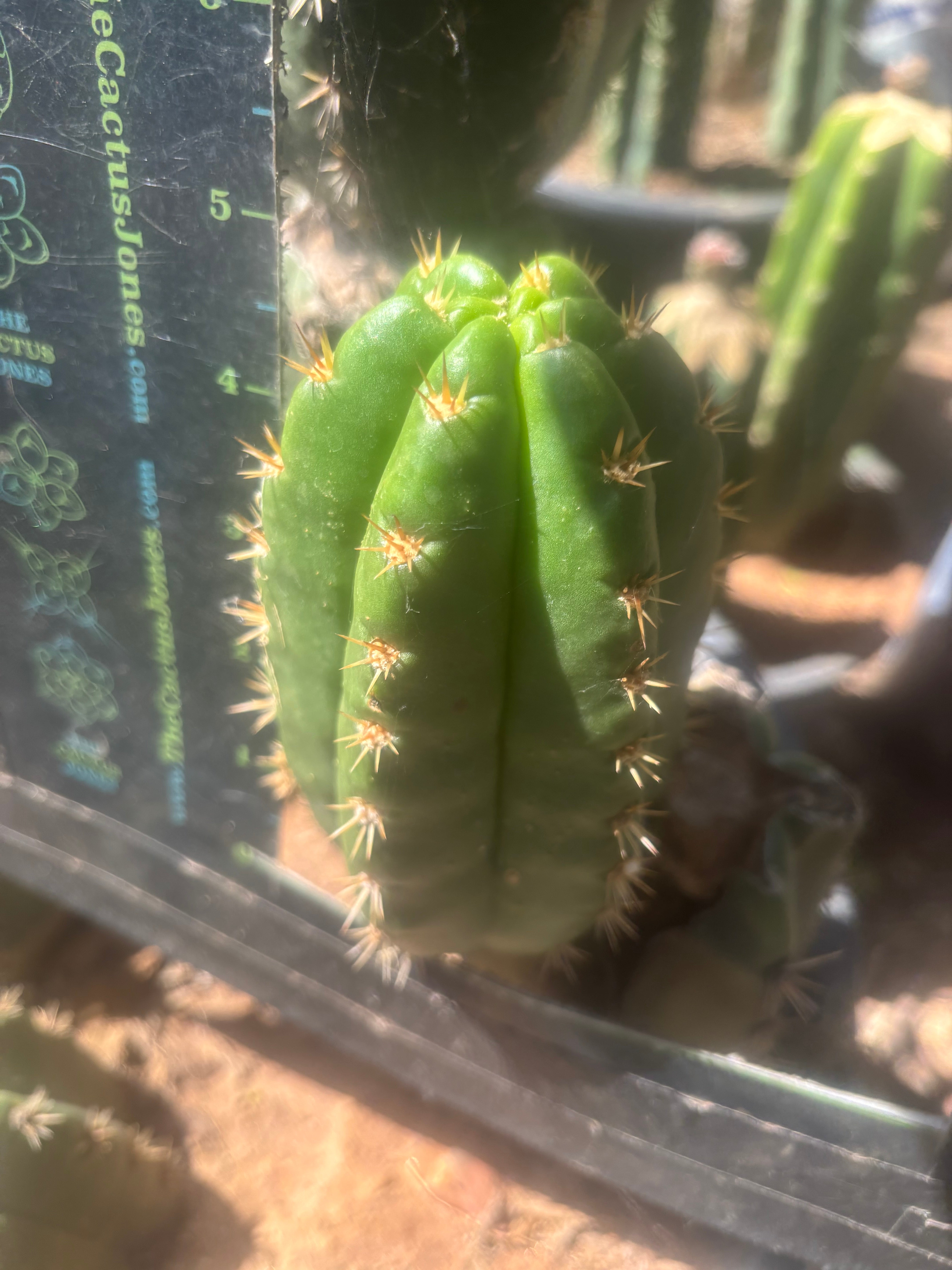 💎👑💎🌶️ CareBear — 5” Grenade