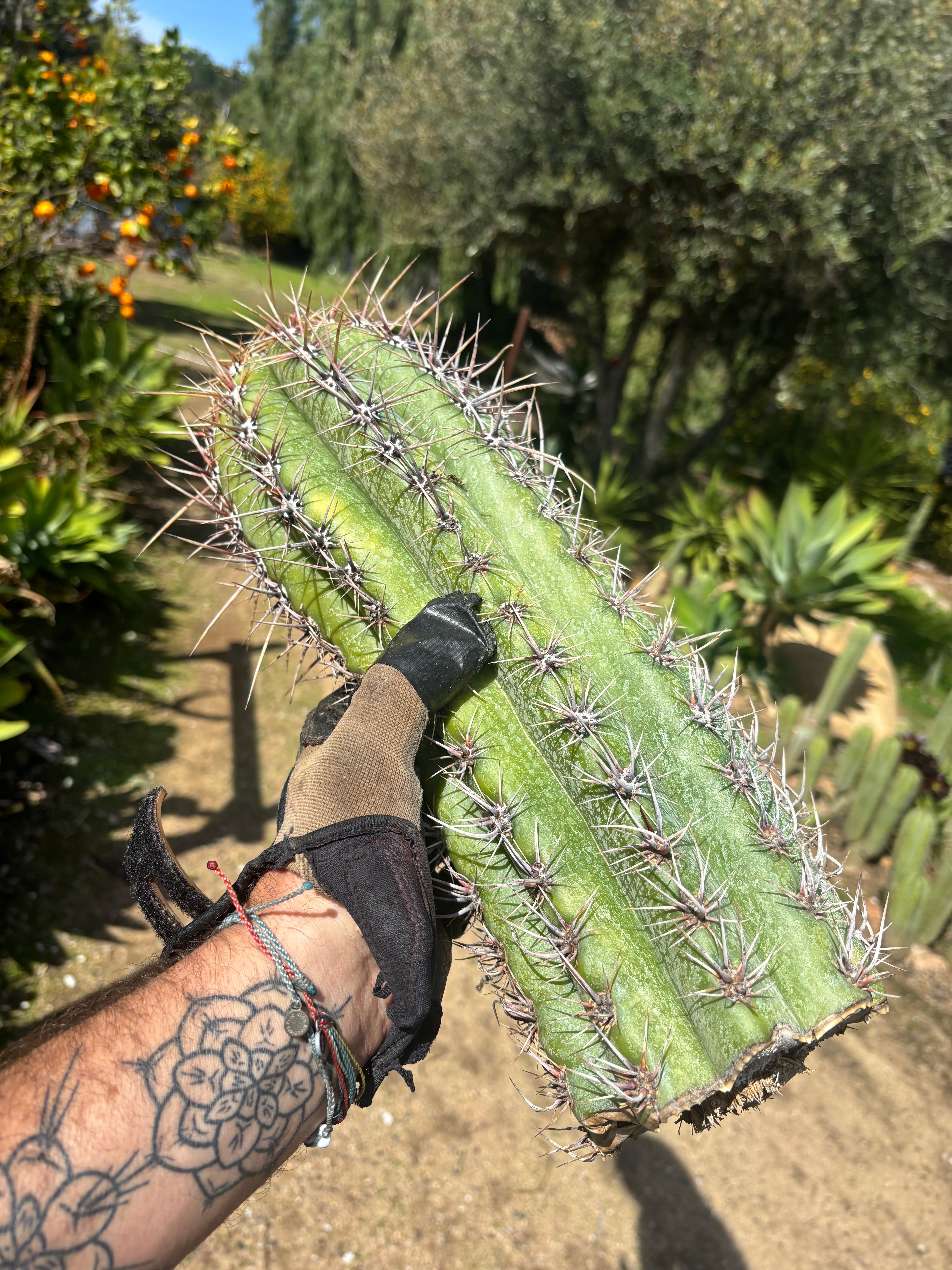 💎⚔️ Taq-Shecki — 16” Beast of a Tip