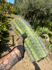 💎⚔️ Taq-Shecki — 16” Beast of a Tip