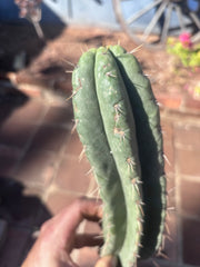 👑🌶️ Yowie — 10” Pup