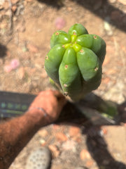 👑🌶️🌶️ Ogun — 14” Tip