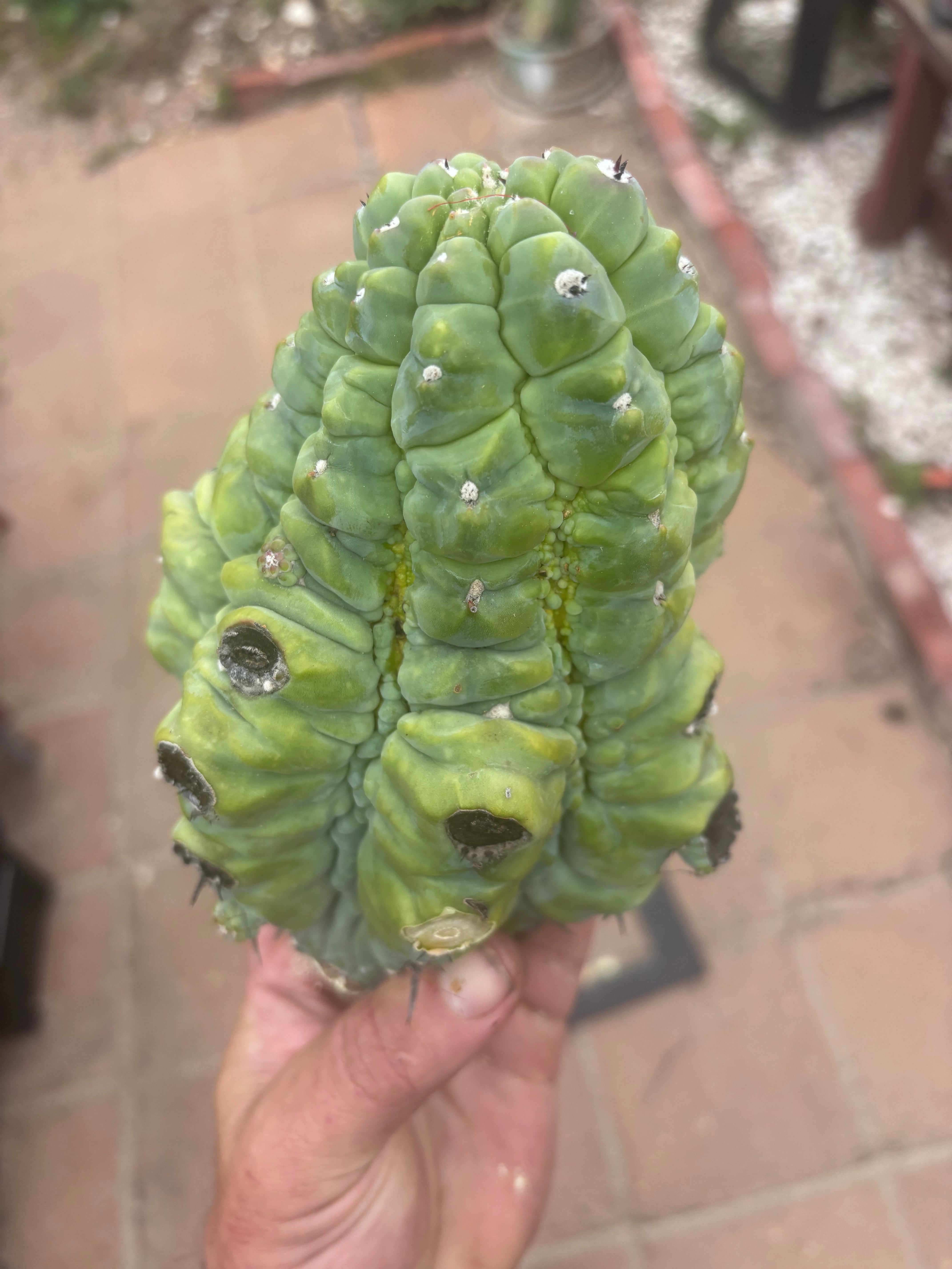 👑💎 BIG Glorp Chunk