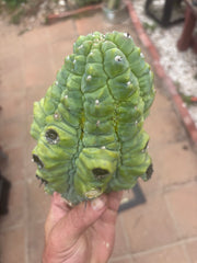 👑💎 BIG Glorp Chunk