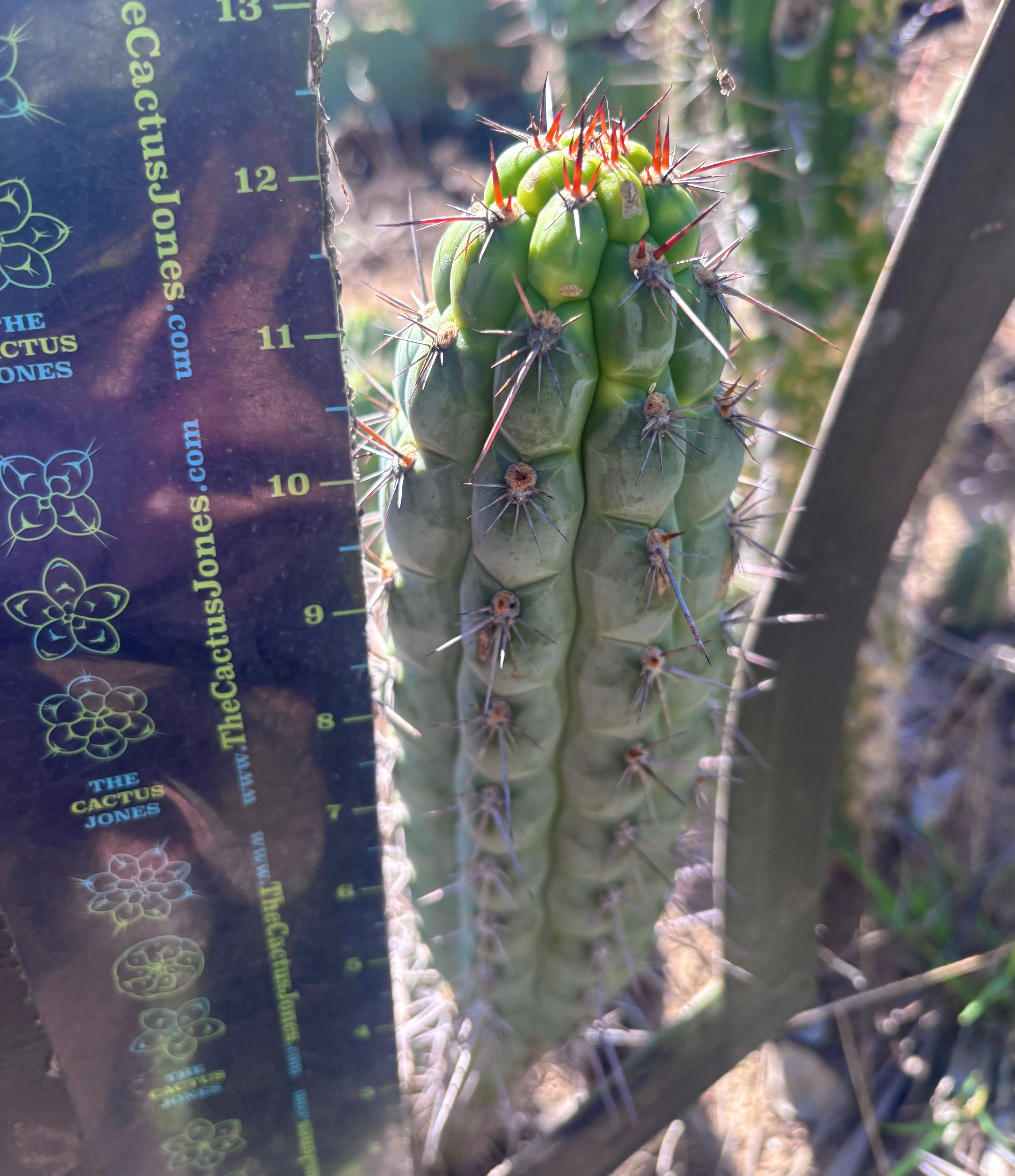 👑 Chala — 12” Tips