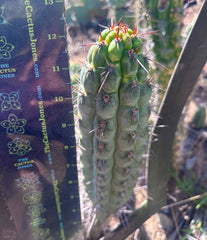 👑 Chala — 12” Tips