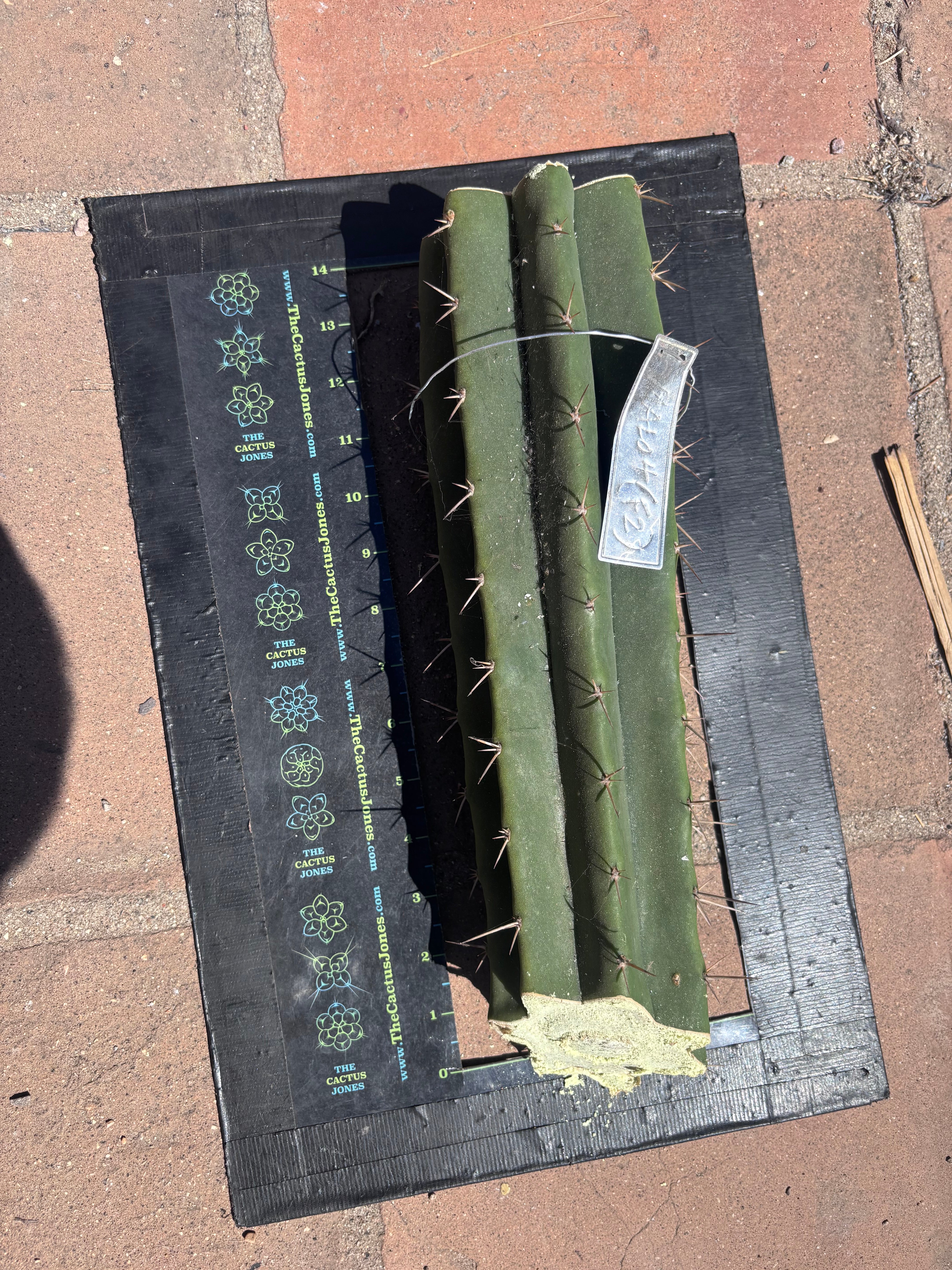 👑🌶️ Malo4 (F2)  — Fat XL 14” Mid