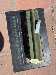 👑🌶️ Malo4 (F2)  — Fat XL 14” Mid