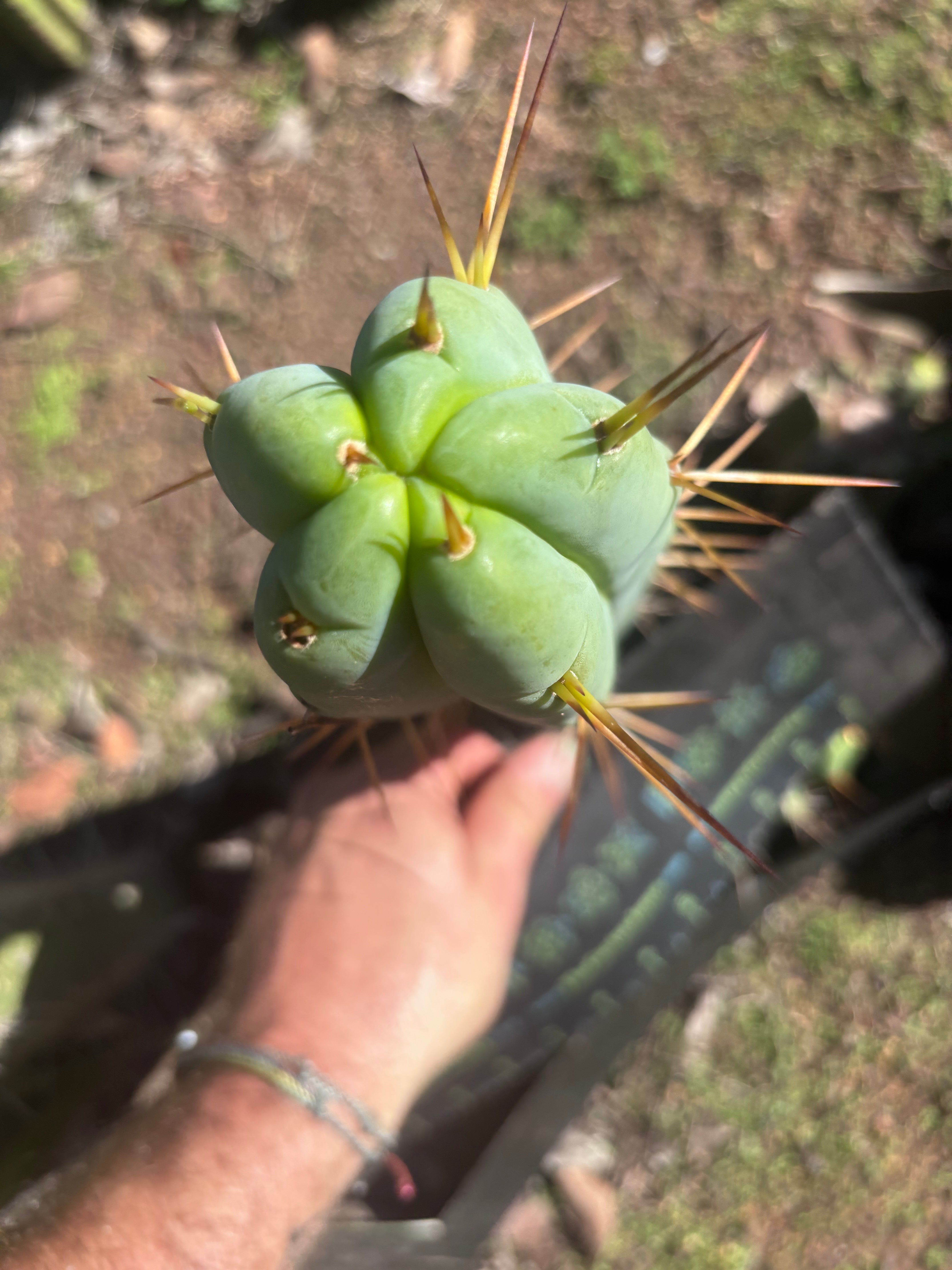 👑🌶️ Basement Shaman — 11” Tip