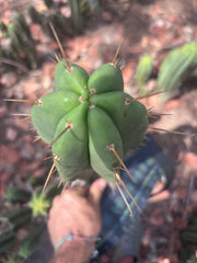 👑🌶️ Malo4 (F2)  — XL 14” Tip