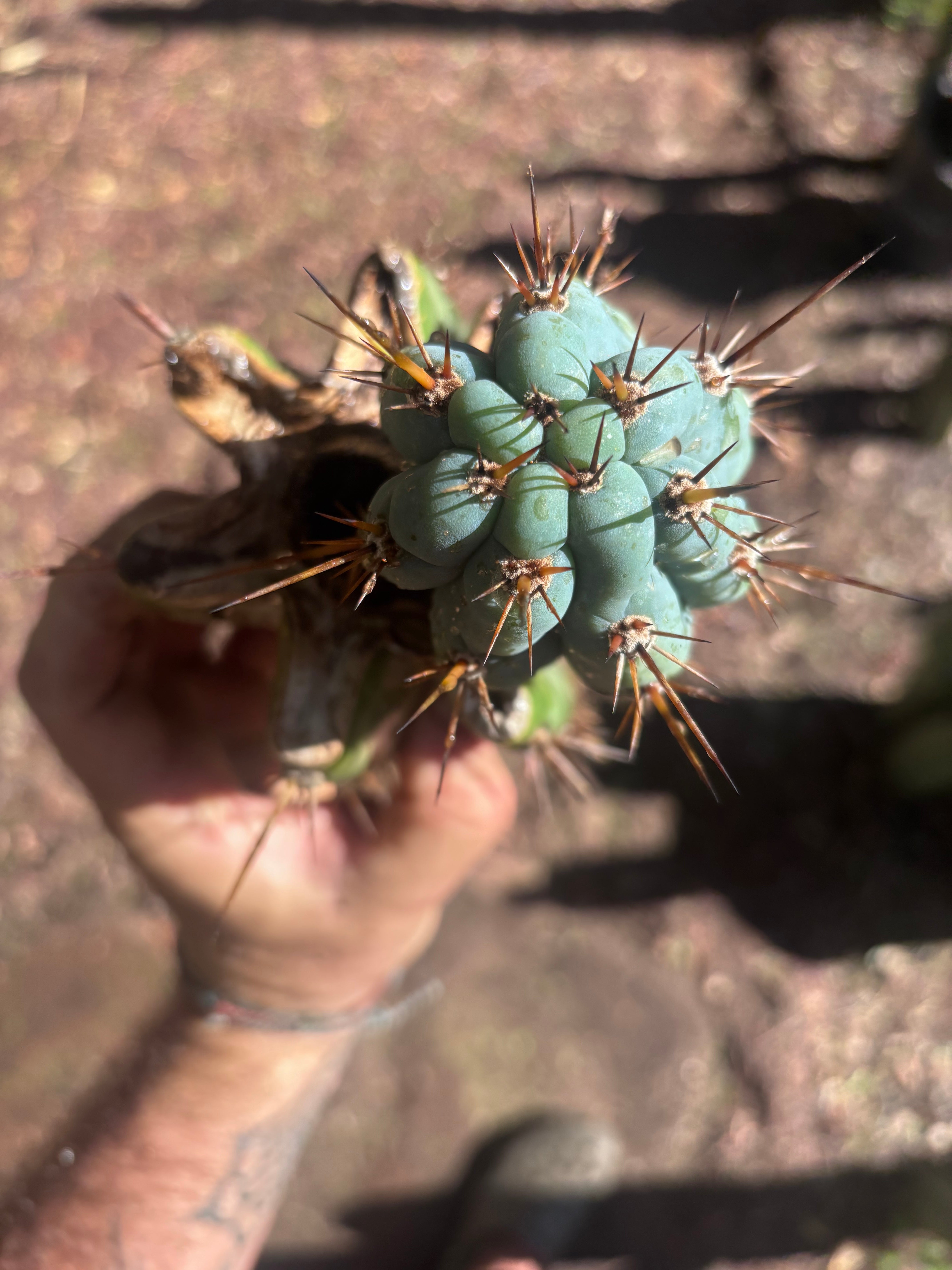 💎👑💎 Papa Smurf — Thick Rooted Mid w/Pup