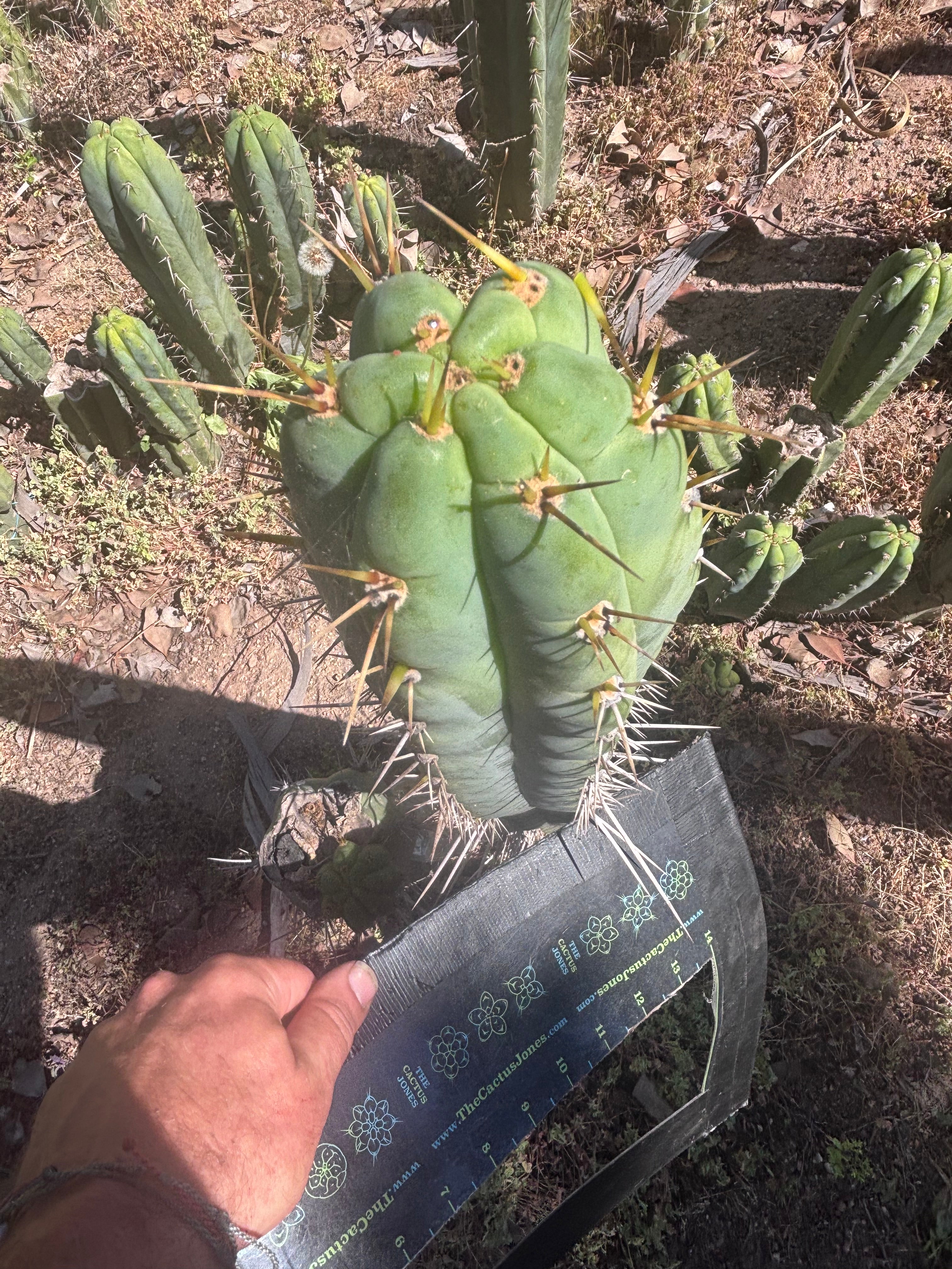 💎 Colossus x Clyde — XL 14” Tip