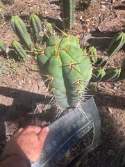 💎 Colossus x Clyde — XL 14” Tip