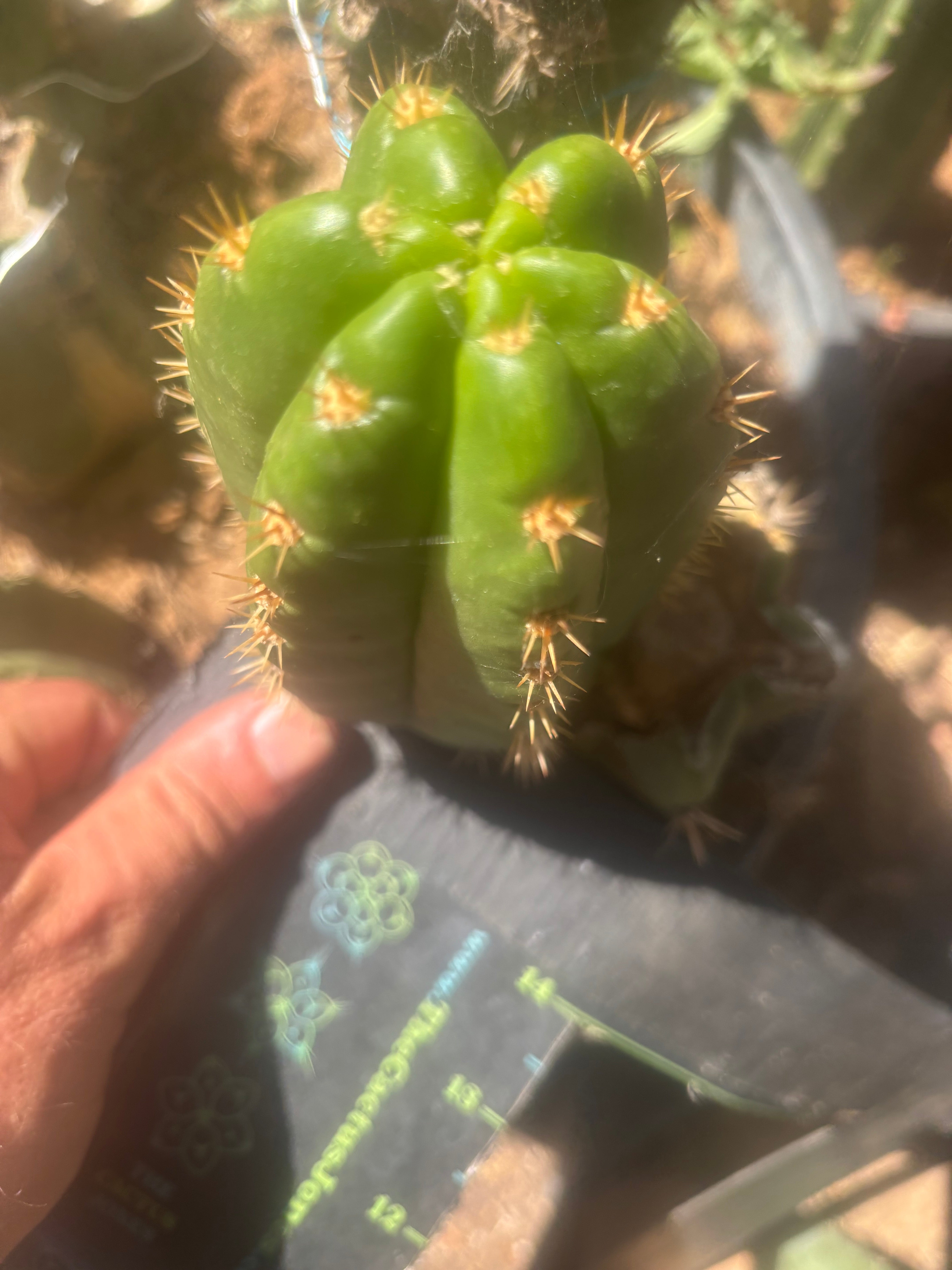💎👑💎🌶️ CareBear — 5” Grenade