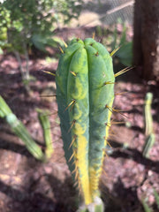 👑🌶️ MJC01  — 8” Pup