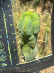💎👑🌶️ Monster De Cota Cota — Chonky Tip