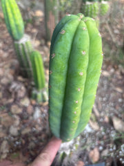 👑🌶️🌶️ KR04 — 6.5” Tip