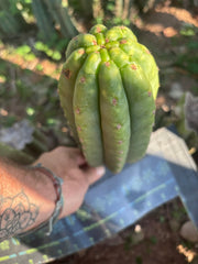 👑🌶️ The Field’s Pachanoi — Chonky 9” Pup