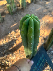 👑🌶️🌶️ Landfill — 10” Tip