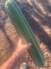 👑💎🌶️ Soozy — Massive Heavy 25” Tip