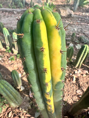 👑 Variegated Pachanoi — 9” Tip