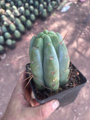 👑🌶️  Jiimz Strong Spine — Rooted Tips (Restocked)