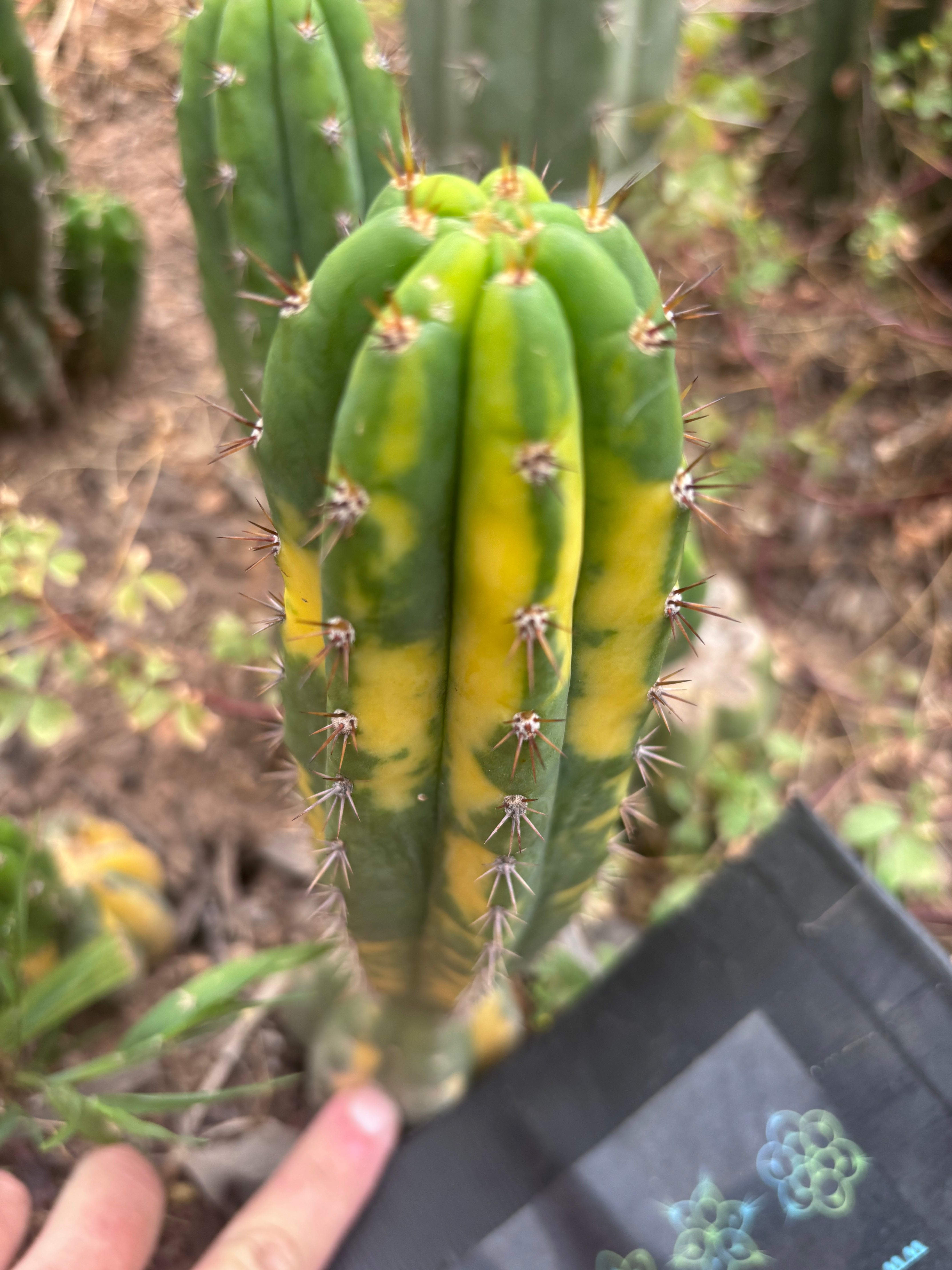 💎 Vari Pachanoi — 8” Tip
