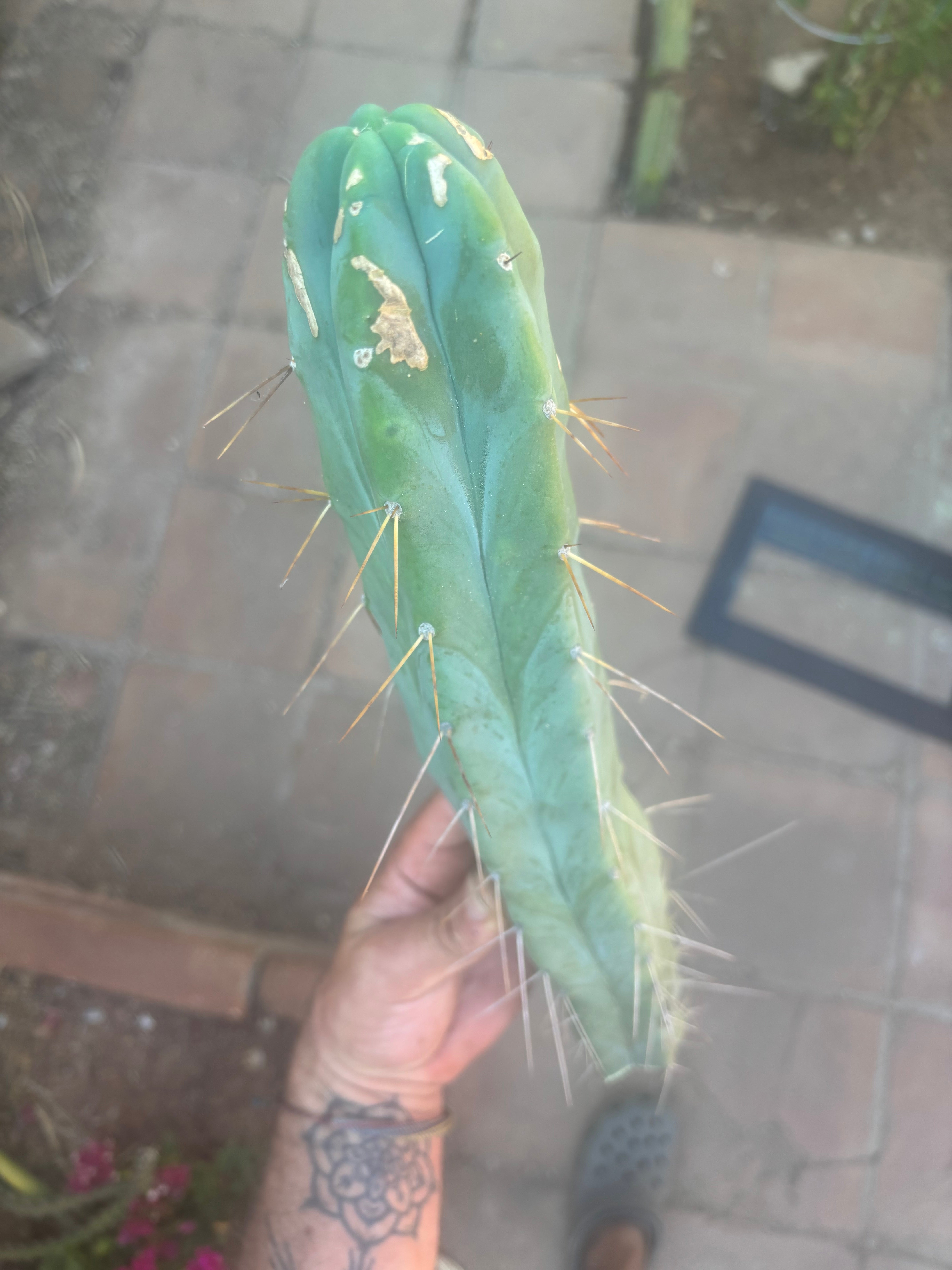 👑🌶️ Kai — 15” Tip