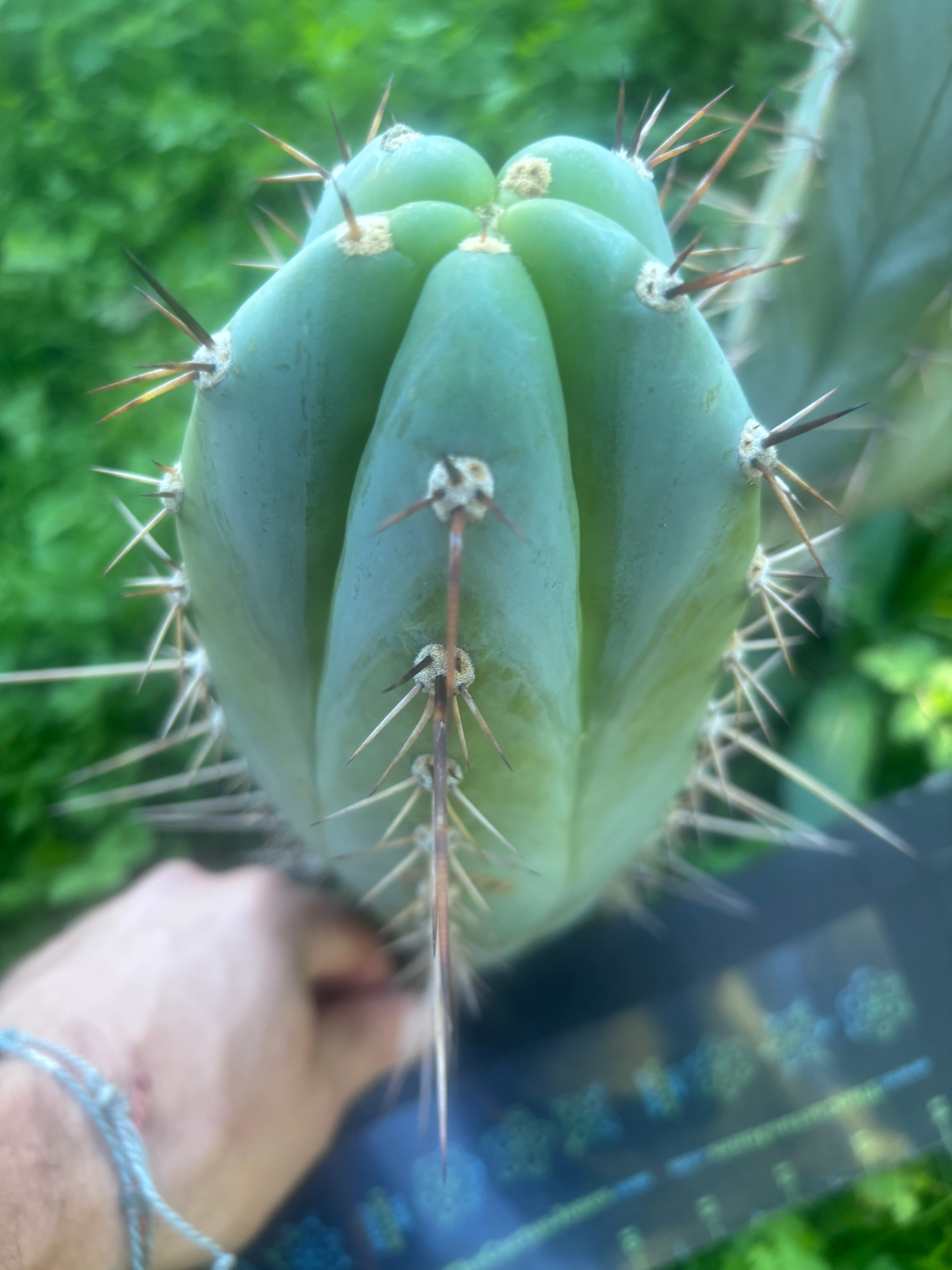 💎👑 Rosei 2 — Chonky 10” Tip