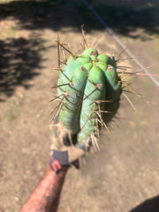 💎🌶️ Noid of the Moment — XXL 22” Tip