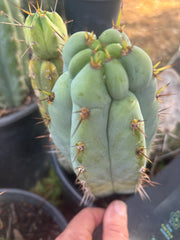 💎👑💎  Nubs! — 7” Tip