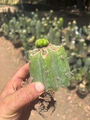 💎👑💎 Havran — Pup Graft on Rooted Shine01