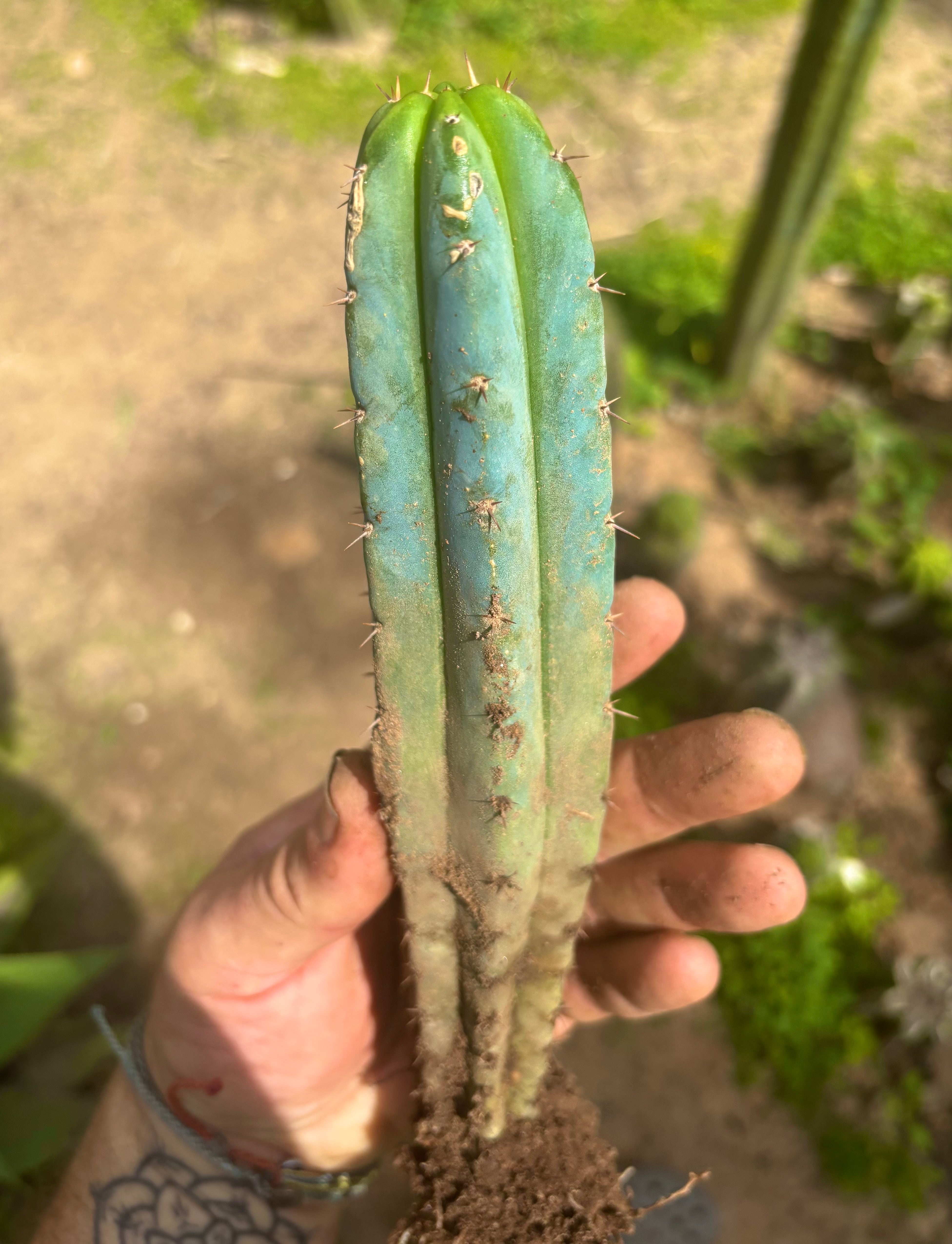 👑🌶️🌶️ Pala! — ROOTED 11” Tip