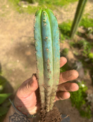 👑🌶️🌶️ Pala! — ROOTED 11” Tip