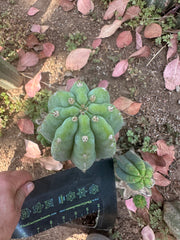 👑🌶️ Restocked (Again) — Ventucky Blue — 10” Tips