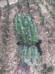 💎 Tacaquirensis — FAT 12” Tip