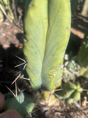 👑💎🌶️ Caballero — 8” Fourwang Pup