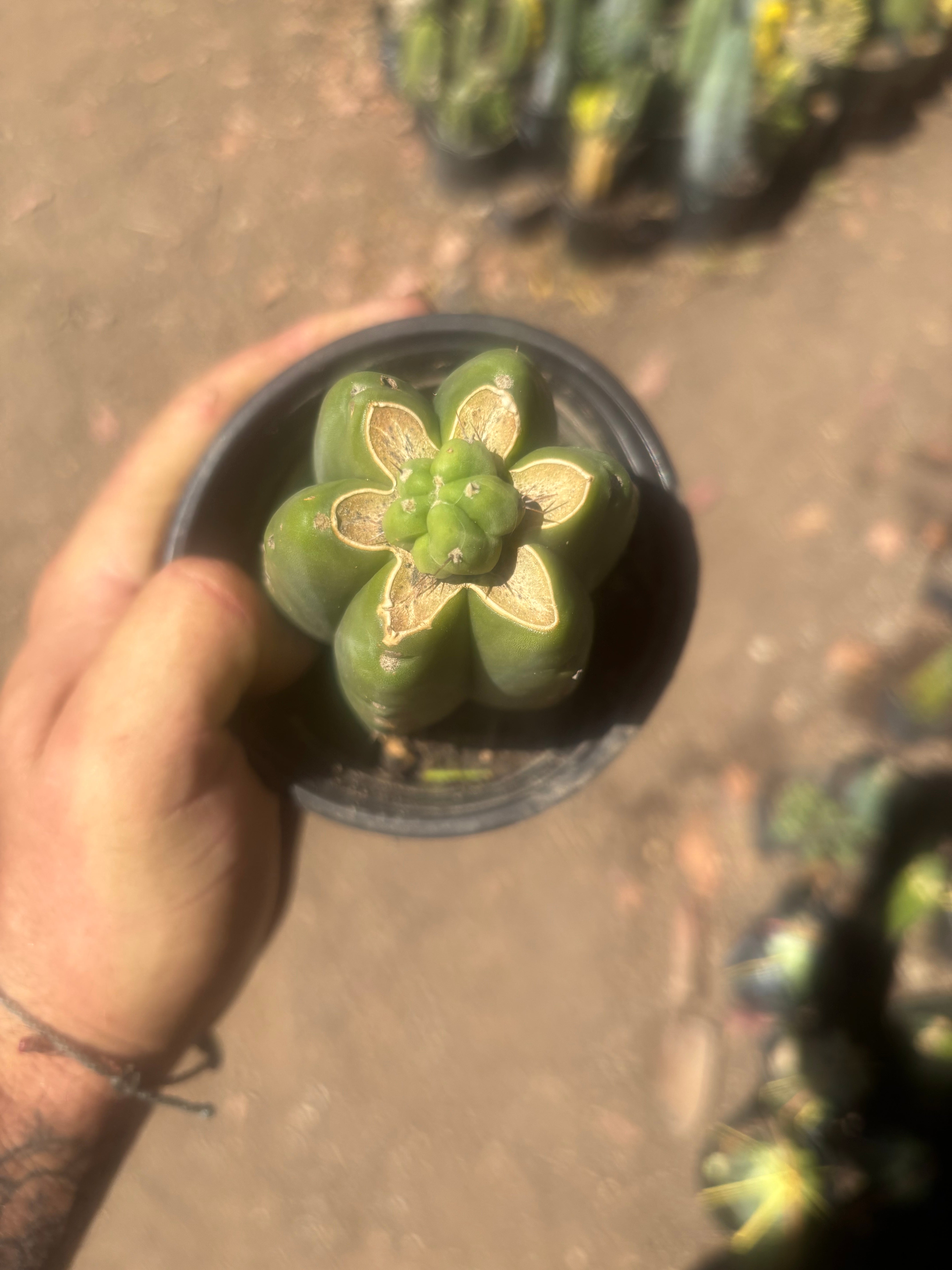 👑💎🌶️  CSD — Another Pup Graft on Rooted Pierre